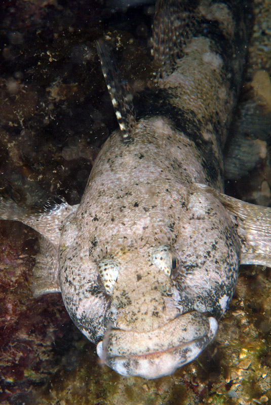 Gobius cobitis (ex-Zosterisessor ophiocephalus?)